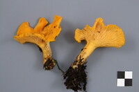 Cantharellus enelensis image